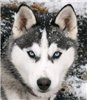 Husky