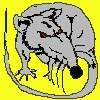 ratte