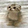 Andrey271064