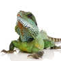 iguana